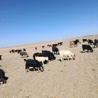 بزغاله نر و ماده