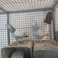 کفتر سینه سبز