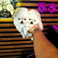 پامرخرسی پامرعروسکی توی پودل مینی شیتزو سگ جیبی