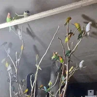 پرنده