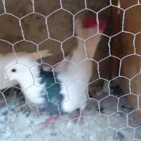 کفتر طوقی|پرنده|شهریار, شهرک بهاران (ویره)|دیوار