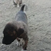 واگذاری سگ و‌توله