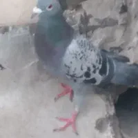 کبوتر|پرنده|اصفهان, شهرک سلامت|دیوار