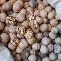 فروش گردو و بادام