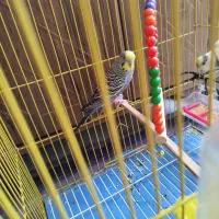 یک جفت|پرنده|ایلام, |دیوار