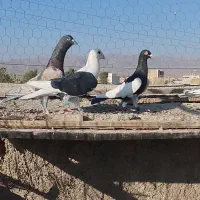 کبوتر پلاکی|پرنده|فسا, |دیوار