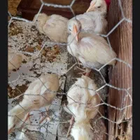 جوجه دوماهه