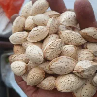 گردو ایرانی یک دست درجه یک|عمدهفروشی|زاینده رود, |دیوار