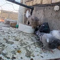 چهار عدد کفتر پریشی