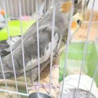 یه چفت عروس هلندی 50روزه