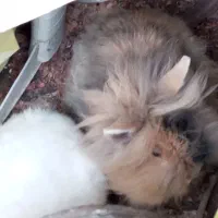 دوعدد خرگوش فروشی