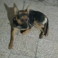 سگ ژرمن شیپر ماده ۱۰ ماهه|سگ|تهران, بیسیم|دیوار