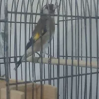 سهره جوجه قفس