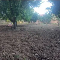 زمین در روستای بایع کلا نکا