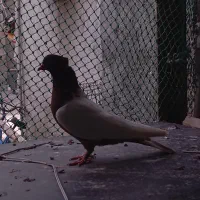 کبوتر|پرنده|بندر دیر, |دیوار