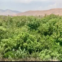 240 متر واحد با ویو دائمی باغ