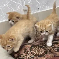 گربه بیریتیش