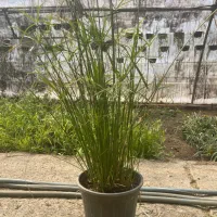 گل و گیاه عمده