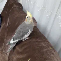 پرنده گمشده