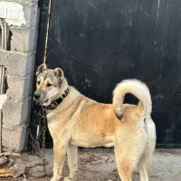 دو عدد سگ سرابی