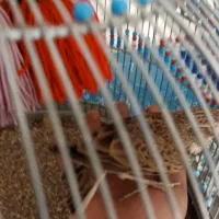 سهره خاکی نر بخون با قفس|پرنده|پاکدشت, حصار امیر|دیوار