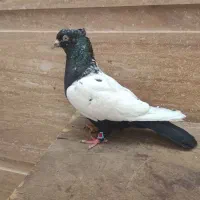 طوقی دم سفید سینه سیاه  مخوم