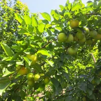 فروش زمین در روستای آتشگاه رشت|فروش زمین و ملک کلنگی|رشت, آتشگاه|دیوار