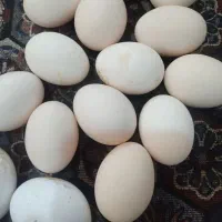 لبنیات|خوردنی و آشامیدنی|خرم‌آباد, |دیوار