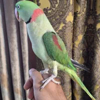 شاه طوطی نر جوان سخنگو چلوندنی (کاسکو عروس کاکادو)