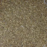 گندمآبیپاکشده