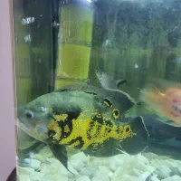 اکواریوم|ماهی|بیرجند, |دیوار