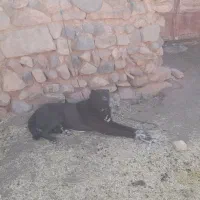 سگ ۳سال دهن پاک|سگ|سلفچگان, |دیوار