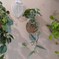 گلدان شیشه ای دیوارکوب