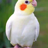 گمشده عروس هلندی