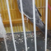 عروس|پرنده|مشهد, سپاد|دیوار