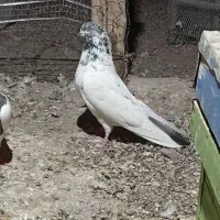 کبوتر|پرنده|کهنوج, |دیوار