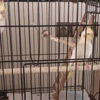 طوطی عروس مولد