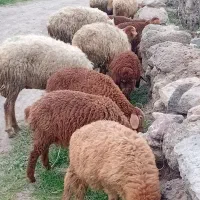 گوسفندبالالی