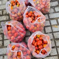 گوجه ربی|خوردنی و آشامیدنی|خنجین, |دیوار