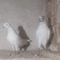 کبوتر|پرنده|ارومیه, |دیوار