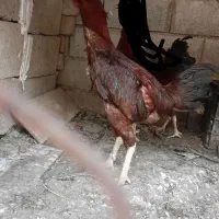 خروس لاری اصل کشیده بلند ویک عدد مرغ درحال کرچ|حیوانات مزرعه|گنبد کاووس, |دیوار