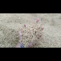 برنج دمسیاه درجه یک