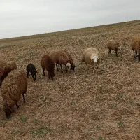 میش بره فروشی