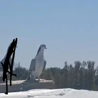 کبوتر دمگیر