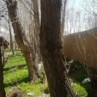 فروش درخت صنوبر