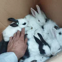 بچه خرگوش|موش و خرگوش|آبیک, |دیوار