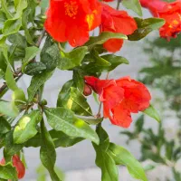 باغچه ۴۰۰ متری سنددار با درختان میوه