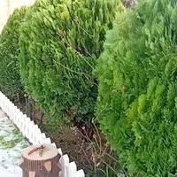 خدمات باغی صفرتاصد باتحصیلات عالی دراین زمینه