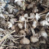 سیر محلی