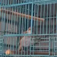 پرنده دهن دار موقوم ولر سهره وسهره قناری